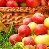 Apple Harvest Wax Melts SavageCandles