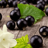 Black Currant & Jasmine Wax Melts Savage Candles