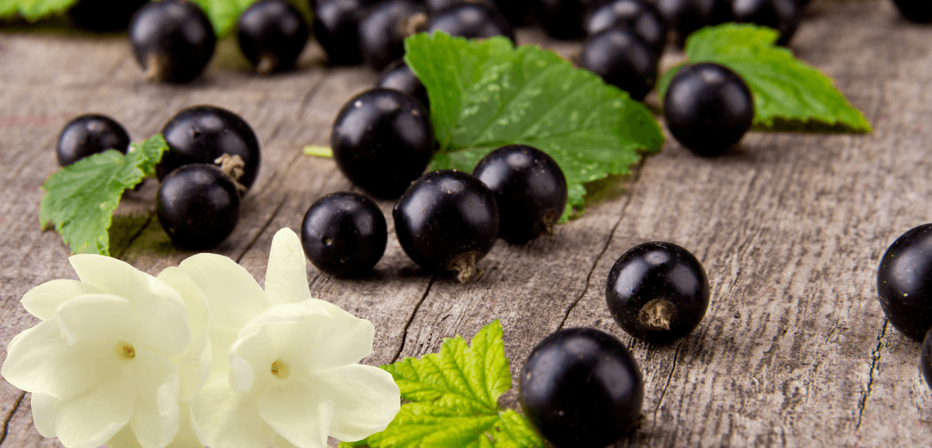 Black Currant & Jasmine Wax Melts Savage Candles