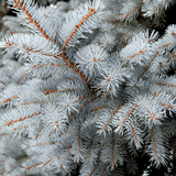 Blue Spruce Wax Melts Candles Savage Candles