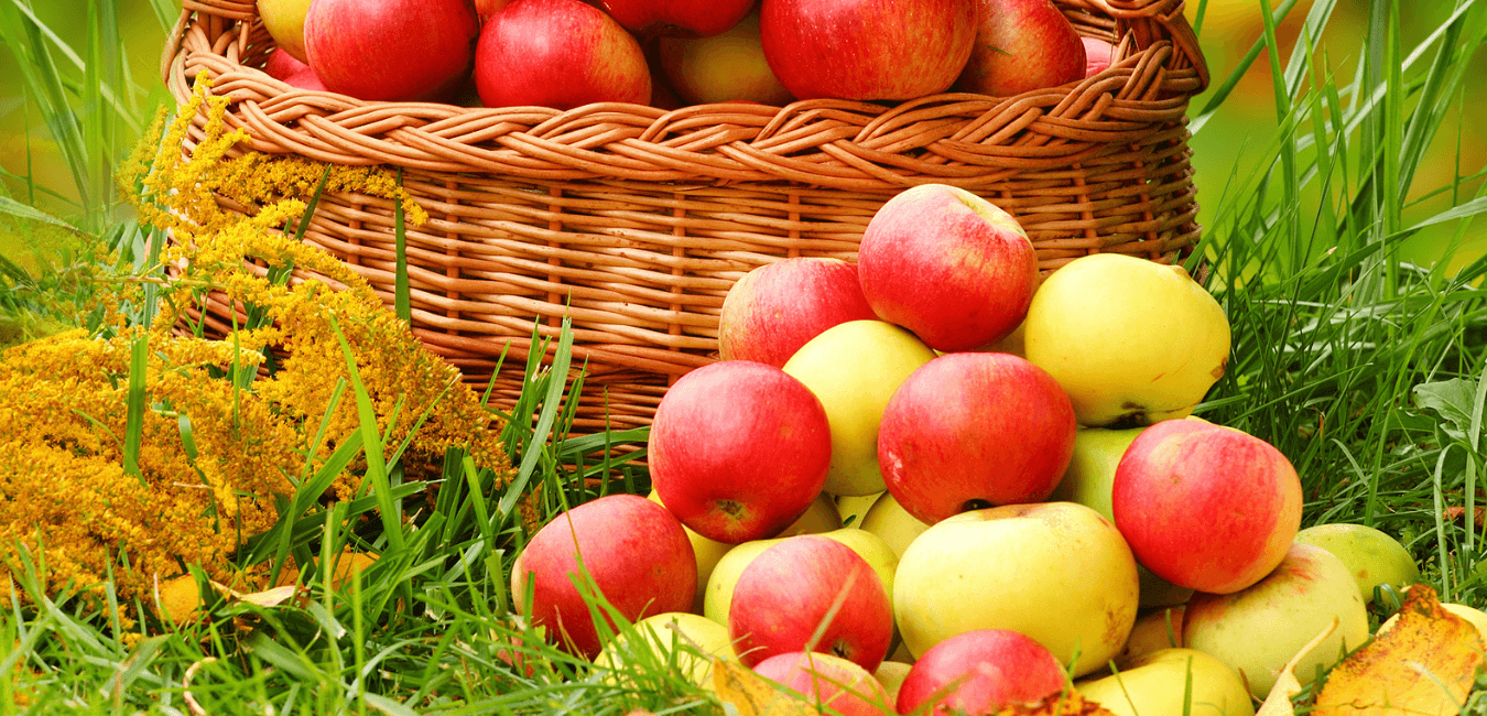 Apple Harvest Wax Melts SavageCandles 