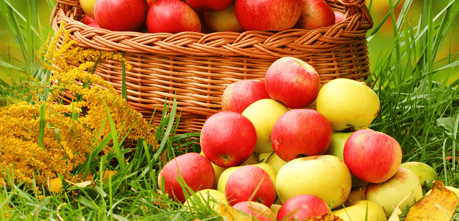 Apple Harvest Wax Melts SavageCandles 