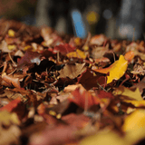 Autumn Leaves Wax Melts Savage Candles LLC 