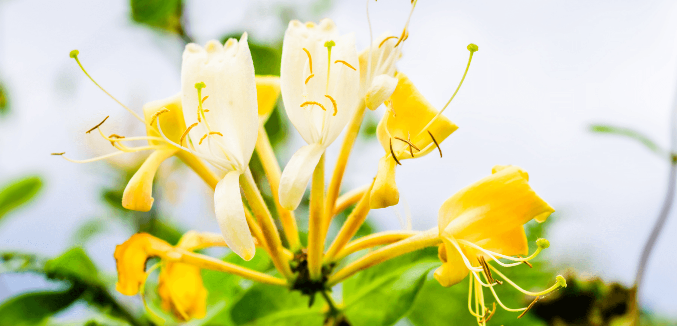 Honeysuckle & Jasmine Wax Melts Savage Candles 