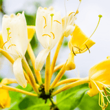 Honeysuckle & Jasmine Wax Melts Savage Candles 